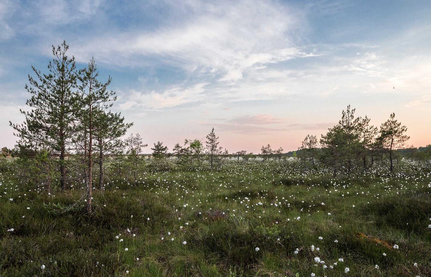 Mulher a trabalhar num notebook, com design de moda e café