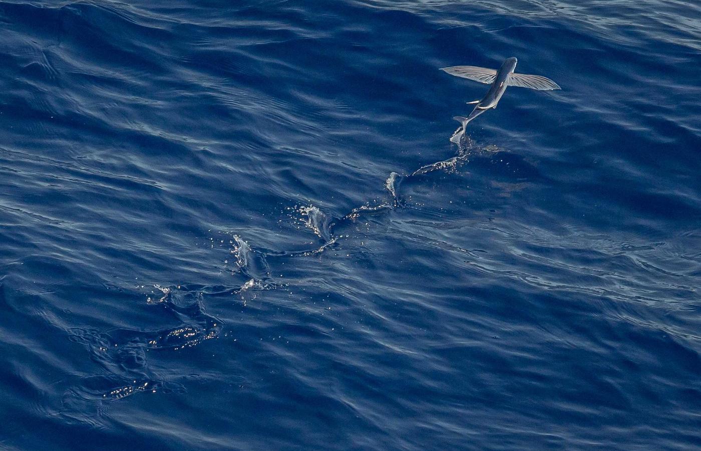 Retrato de Ana Silva